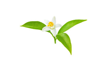 Orange tree or neroli blossom white flower with leaves isolated on white