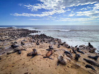 Die Robbenkolonie am Cape Cross in Namibia. Wer behält den Überblick? :) - obrazy, fototapety, plakaty