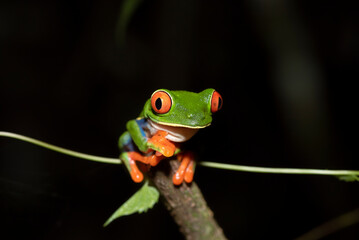 Rotaugenlaubfrosch in Costa Rica. 