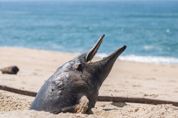 A dead porpoise washed ashore in advanced stage of decomposition with open mouth and head sticking...