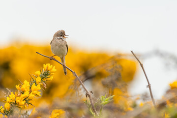 Common whitethroat, or greater whitethroat (Sylvia communis) sings from its perch. Spring migrant warbler. 