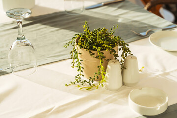 The potted plant is Rowley's Crossbill Senecio rowleyanus in the table setting. Serving a wedding table in a restaurant with natural plants in a pot. Table in a cafe by the sea close-up