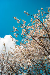 Close up Apple tree blooming during spring,  Sunny day blue skies cross process vintage colour effect