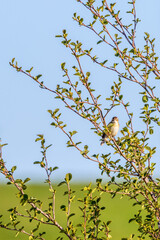 Sedge Warbler in a tree with leaf buds