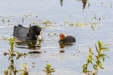 Eurasian Coot with a chick in the water
