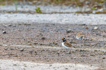 Pair Little ringed plover in summer