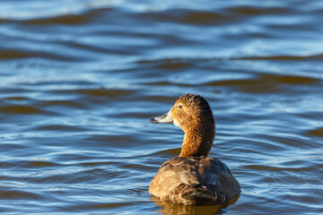 Common Pochard female in sunshine