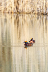 Fototapeta na wymiar Beautiful Horned grebe in a lake with water reflections