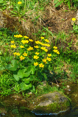 Flowering Marsh Marigold by a stream