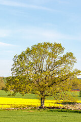 Fototapeta premium Old single tree in a countryside landscape