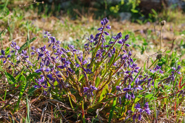 Fototapeta premium Dwarf milkwort flowers on a summer meadow