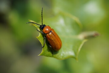 Leaf Beetle (Exosoma lusitanicum)