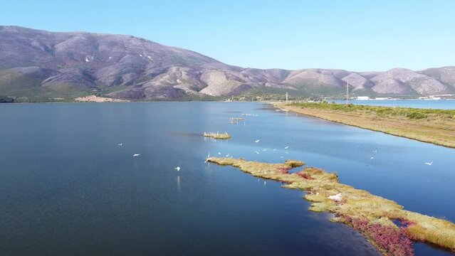 White Heron Birds Flying at Pasha Liman Lagoon in Orikum, Albania - Aerial of Coastal Wetlands