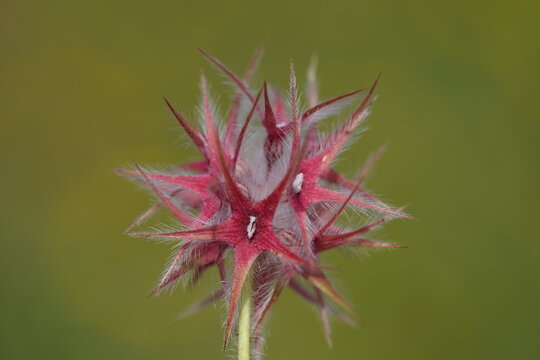 Starry Clover (Trifolium stellatum)