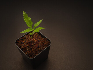 Cannabis seedling in a potted plant against a black background