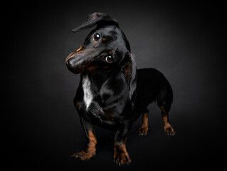 Black dachshund dog portrait on black background