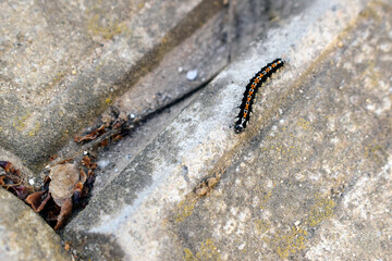 The black and orange caterpillar (Lady Bear) is covered with thick black or white hairs.