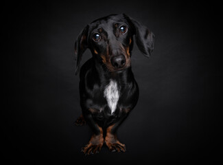 Black dachshund dog portrait on black background