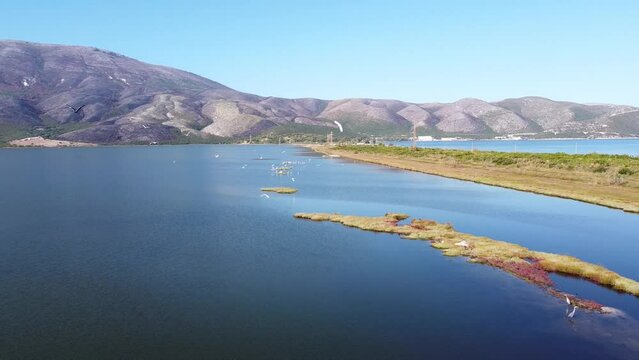 Flock of Heron Birds Flying Towards Camera at Pasha Liman Lagoon and Wetlands in Albania - Aerial