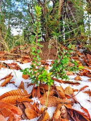 autumn leaves on the ground
