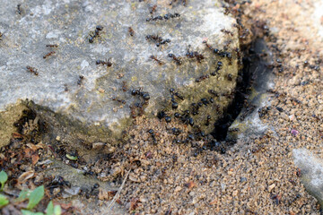 Ant colony in the gorge of paving slabs. Ants in the yard of a private house.