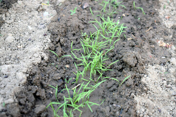 A row of young green dill grown in the ground.