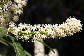 Kirschlorbeer, Blüte