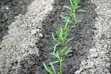 Young spinach sprouts in the garden. Spinach seed germination.