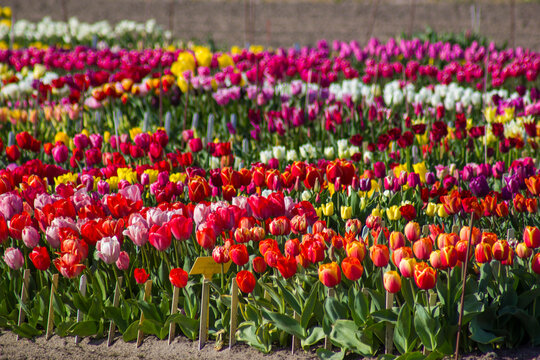 tulip field in the Netherlands