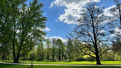 Obraz premium trees in the park