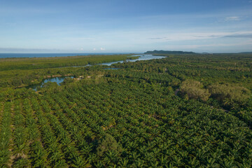 Fototapeta na wymiar Aerial of fresh green palm plantation farm forest shot in the spring with a drone from the air on blue sky