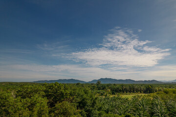 Obraz premium Aerial of fresh green palm plantation farm forest shot in the spring with a drone from the air on blue sky