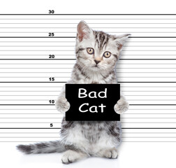 Bad cat is caught committing a crime