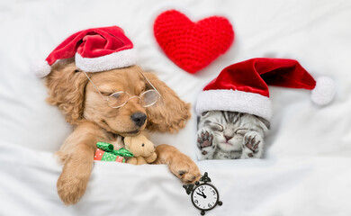 English Cocker spaniel puppy and tiny kitten wearing santa hats sleep together under white warm blanket on a bed at home. Top down view. Puppy holds gift box, toy bear and alarm clock