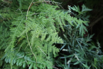 bloom of special green leaves design for green plant background in summer