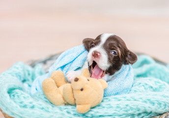 Cozy yawning tiny newborn Biewer Yorkie puppy sleeps under a warm blanket with a toy teddy bear