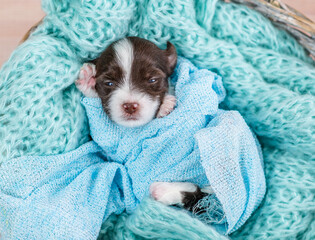 Tiny newborn Biewer Yorkie puppy wrapped like a baby, sleeps in a basket. Top down view