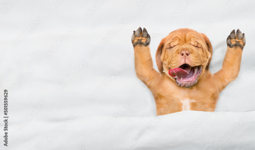 Poster funny mastiff puppy sleeps with open mouth and tongue out under white warm blanket on a bed at home.