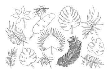 Vector Palm leaf outline icons set. Line art tropical plants leaves silhouette exotic collection. Monstera, fan palm, banana, eucalyptus, coconut palm leaves isolated on white background.