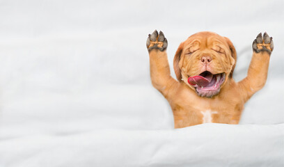Funny Mastiff puppy sleeps with open mouth and tongue out under white warm blanket on a bed at home. Top down view. Empty space for text