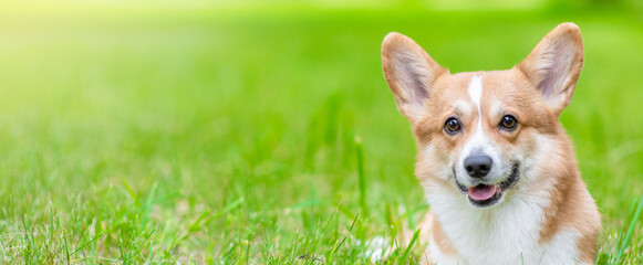 Portrait of a happy Pembroke welsh corgi puppy lies on green summer grass