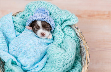 Tiny newborn Biewer Yorkie puppy wrapped like a baby, wearing warm hat sleeps in a basket. Top down view. Empty space for text
