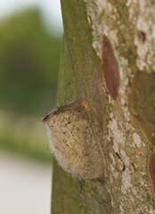 Live Oak Tussock caterpillar (Orgyia detrita) cocoon on a Crepe Myrtle tree. Species is native to North America.