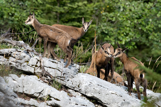 Chamois (Rupicapra rupicapra) chevreaux en &eacute;t&eacute;. (Massif des Bauges) Alpes. France