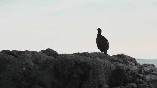 A slhouette of the black cormorant sits on a stone on the seashore. A beautiful sea bird rests on a rock and looks at the horizon. Marine fauna. Bird in a seascape. Birdwatching. Idyllic sea landscape