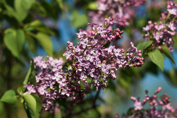 Fototapeta na wymiar Blossoming beauty decorative lilac tree on spring