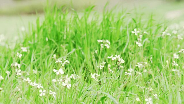 A beautiful field of white flowers and green grass. The wind sways the spring flowers. Close-up of a blooming field. Spring is here. Rural hiking. Countryside. Green meadow.
