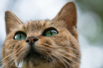 空を見上げる猫