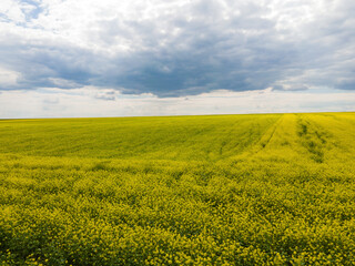 Obraz premium Yellow rapeseed field and picturesque sky with white clouds in the sunny summer day.