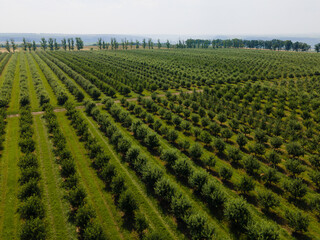 Aerial view of trees field plantation. Eco farming in nature landscape. Industry, agriculture...